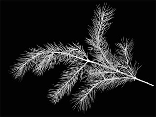 white pine tree branch sketch isolated illustration