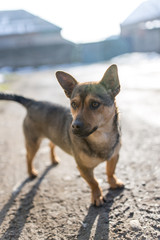 beautiful dog portrait in nature