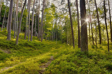 evening sun in a pine forest with blueberries in tourist area Machuv kraj in czech landscape
