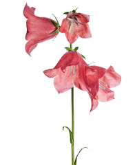 four large red bellflowers isolated on white