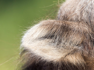 ear of a camel