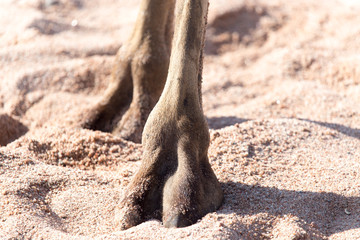 foot of a camel in the sand