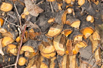 Firewood texture, after the sawing wood
