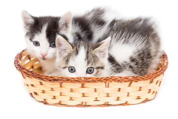 Naklejka na ściany i meble two kittens in a basket on a white background
