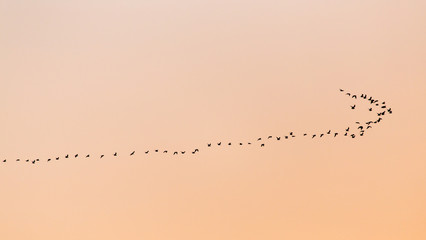 a flock of birds at sunset