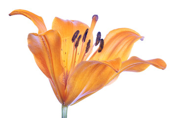 orange lily bloom isolated on white