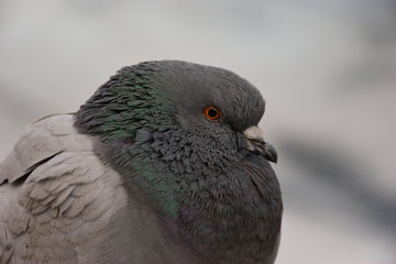 Portrait of PPE city of big pigeon
