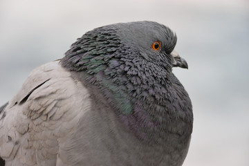 Portrait of PPE city of big pigeon