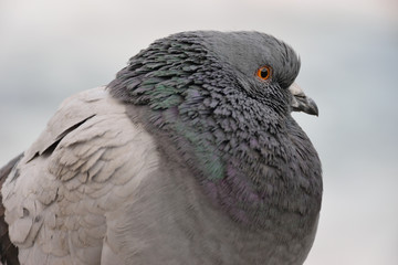 Portrait of PPE city of big pigeon