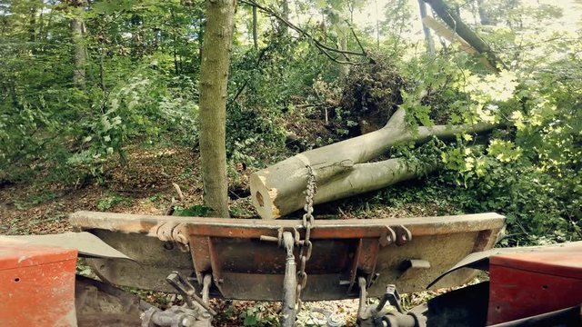 Skidder hauling logs at forest deliver to sawmill