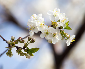 flowers on the tree against the blue sky