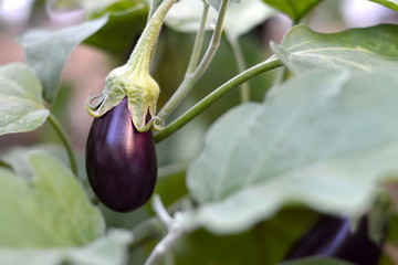 Eggplant in the garden © izzzy71