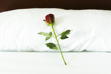 Rosa sobre la almohada