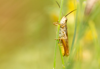grasshopper in nature. close