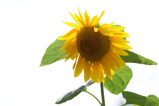 Sunflower comes from the Asteraceae family.