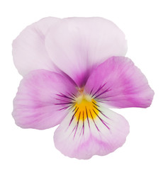 magenta pansy bloom on white