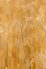 ears of wheat on the nature
