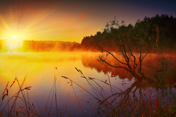 Lonely tree growing in a pond at sunrise