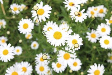 beautiful white daisies flowers bloom