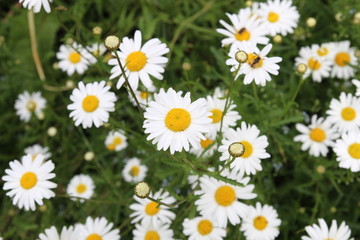beautiful white daisies flowers bloom
