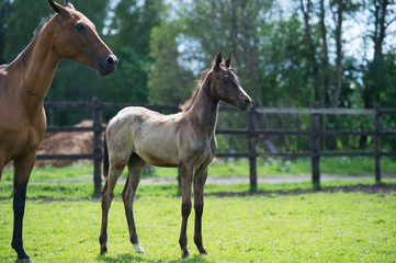  purebred akhalteke dam with foal in the paddock