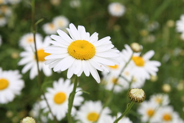 beautiful white daisies flowers bloom