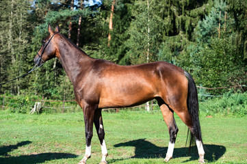  exterior of bay purebred akhalteke mare