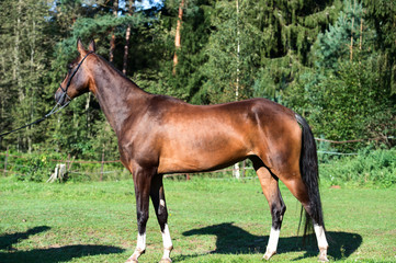 Obraz premium exterior of bay purebred akhalteke mare