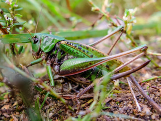 Acrididae hides in the grass. Locust active jumping insects. Large grasshopper in the summer. Bouncing strong locust.
