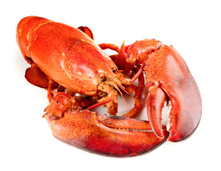 Red lobster isolated on white background