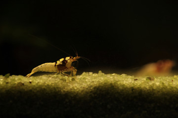 underwater world -  shrimp in sweet water aquarium