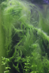 underwater world - algae in sweet water aquarium