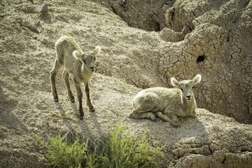 Pair of Big Horn Lambs / On a cliff in Badlands National Park South Dakota