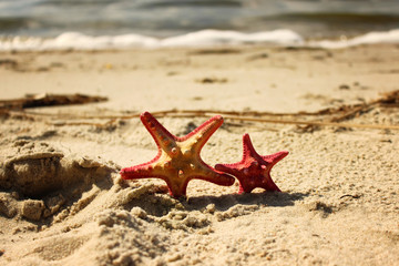 Fototapeta na wymiar Two red starfish closeup on the yellow sand near the sea at the summertime