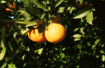 orange tree
