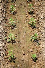 organic farm