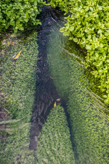 Wasserpflanzen im Bach