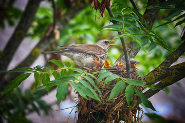 bird in the nest feeding their Pets