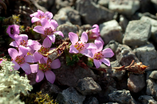 Saxifraga bryoides, rockfoil mountain nord polar violet plant