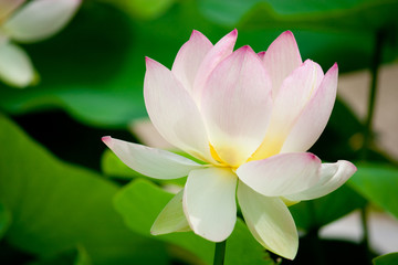 lily, lotus, Nelumbium, nelumbo,  water, nature, flower