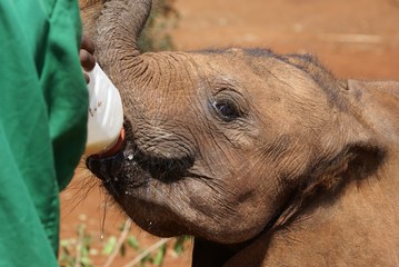 Obraz premium Surrogate Mother. Feeding of Young Elephant at David Sheldrick Wildlife Trust facilities