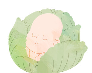 The illustration of a baby sleeping in the head of cabbage, a metaphor of conception and pregnancy