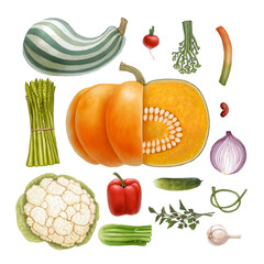 Hand-drawn vegetables, isolated on transparent background: vegetable marrow, pumpkin, radish, asparagus, paprika, cucumber, garlic, ramson, bear's onion, bean, parsley, fennel, cauliflower