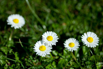 Fototapeta premium Marguerite flowers, small daisy on grass background