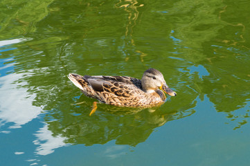 duck swimming on water