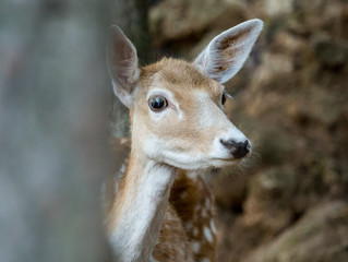 Young fallow deer Cervus dama behind a tree