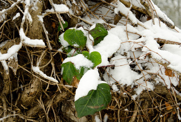Beginning of winter, end of autumn, leaves under snow, frozen