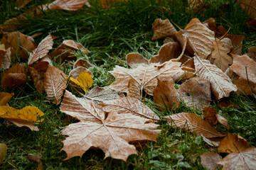 Beginning of winter, end of autumn, leaves under snow, frozen