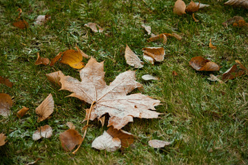 Beginning of winter, end of autumn, leaves under snow, frozen
