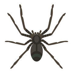 Flat spider insect vector icon illustration